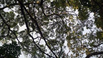 Tropical forest view from below to the sky. Nature background. photo