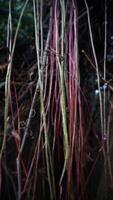 Close up of the roots of a tree in a tropical rainforest. Blurred nature background. photo