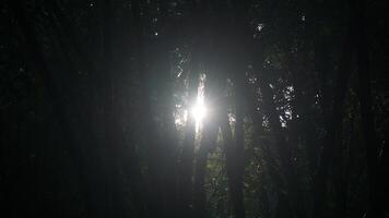 Sunlight through the trees in the forest, morning light in the forest. photo
