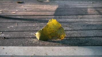 Autumn season background. Fallen yellow leaf on a wooden deck in the park at sunset. photo