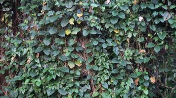Green ivy plant on the wall in the garden, Natural background pattern. photo