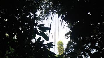 Silhouette of tree in the garden with sun light and shadow. Looking to the sky from the forest. photo