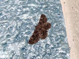 The image shows a brown moth with intricate wing patterns resting on a textured surface. Its wings are folded neatly along its body, and its antennae are visible. photo