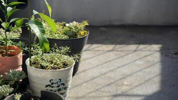 Small plants in pots on the windowsill of the house. Gardening concept in front of house. photo