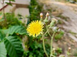 Sow thistles are a type of yellow flowering plant that belongs to the Asteraceae family. They are commonly found in disturbed areas and wastelands. photo