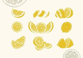 Hand drawn lemon collection illustration vector