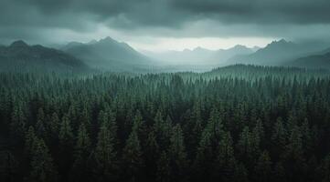 Top view of a dense green forest in nature, drone view of the reserve photo