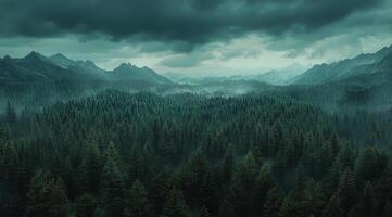 Top view of a dense green forest in nature, drone view of the reserve photo