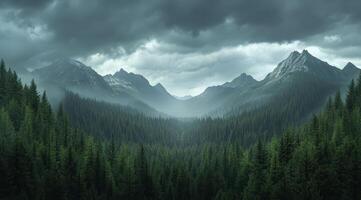Top view of a dense green forest in nature, drone view of the reserve photo