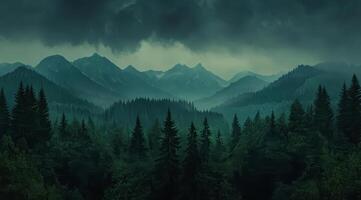 Top view of a dense green forest in nature, drone view of the reserve photo