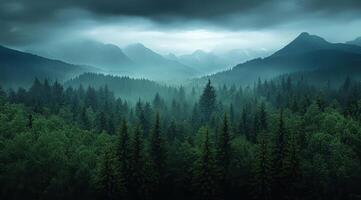 Top view of a dense green forest in nature, drone view of the reserve photo