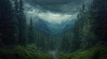 Top view of a dense green forest in nature, drone view of the reserve photo