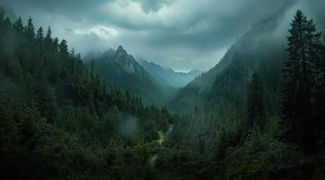 Top view of a dense green forest in nature, drone view of the reserve photo