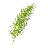 Fir branch in watercolor, isolate, New Year clipart. Green coniferous spruce tree branch illustration. Three part drawing. vector
