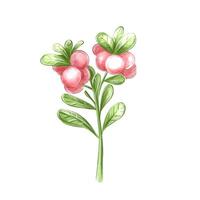 Cowberry in watercolor on a white background, isolate for invitation, patterns, digital paper. vector