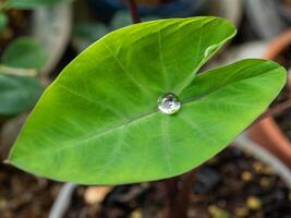 The Droplet water on the colocasia leaf photo