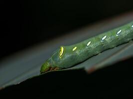 Caterpillar Oleander Hawk Moth eating the leaf photo