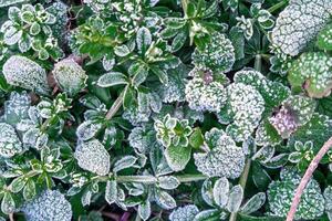 Selective focus. First frost on a frozen field plants, late autumn close-up. Beautiful abstract frozen microcosmos pattern. Freezing weather frost action in nature. Floral backdrop. photo