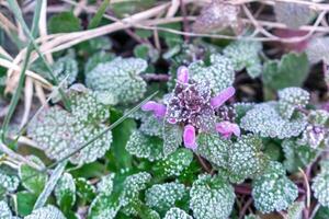 Selective focus. First frost on a frozen field plants, late autumn close-up. Beautiful abstract frozen microcosmos pattern. Freezing weather frost action in nature. Floral backdrop. photo