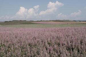 Field of Clary sage - Salvia Sclarea in bloom, cultivated to extract the essential oil and honey. Field with blossom sage plants during golden sunset, relaxing nature view. Close up. Selective focus. photo