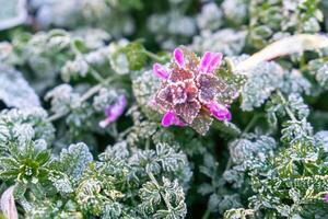 Selective focus. First frost on a frozen field plants, late autumn close-up. Beautiful abstract frozen microcosmos pattern. Freezing weather frost action in nature. Floral backdrop. photo