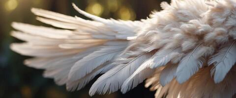 Angel wings Two beautiful fluffy tender wings of a bird with white feathers macro with soft focus. photo