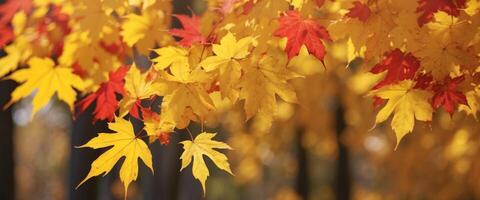 Autumn background Colorful yellow and red maple foliage on a sunny day Autumnal Park Autumn branches trees and leaves in nature. photo