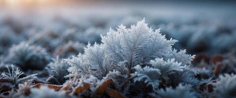 Beautiful background image of hoarfrost in nature close up. photo