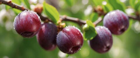 Beautiful branch of blooming plum in spring on a natural green background in sunshine with beautiful sunlight flakes close-up macro, soft focus. photo