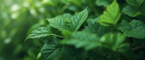 Beautiful composition layout, frame of fresh juicy textured green leaves with copy space, flat lay, nature concept, close-up macro. photo