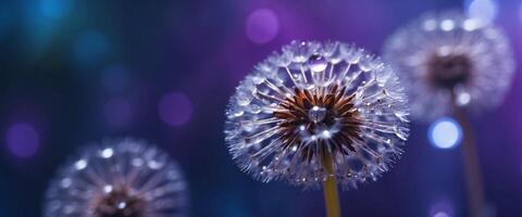 Beautiful dew drops on a dandelion seed Close-up Sparkling bokeh Beautiful light blue and violet background. photo