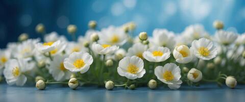 Beautiful floral composition in the form of a frame of white buttercups on a blue background using a soft blur filter. photo