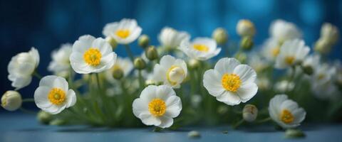 Beautiful floral composition in the form of a frame of white buttercups on a blue background using a soft blur filter. photo