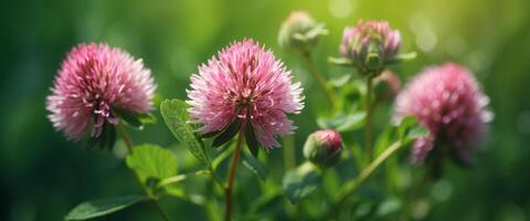 Beautiful large flowers of wild meadow clover in nature on a blurred background in spring in summer macro with soft focus Bright colorful artistic image. photo