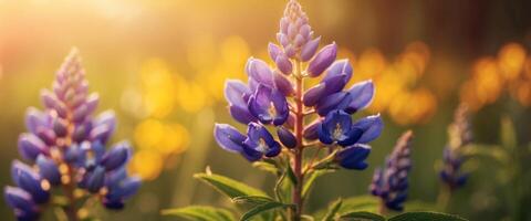 Beautiful lupine flower on a golden background morning sunrise macro Colorful bright artistic image with a soft focus. photo