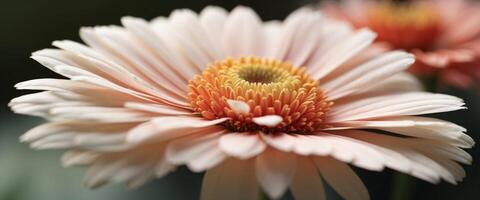 Beautiful natural background macro image of a gerbera flower with a delicate white creamy and pastel shade of petals Soft selective focus. photo