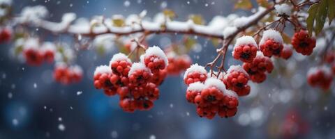 Branch with bunches of rowan berries under snow in the winter snowfall in the city First snow, blue background, snow flakes falling. photo