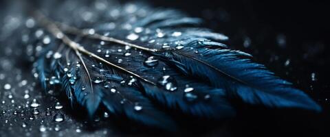 Feather of a bird in droplets of water on a dark background macro Silhouette of a blue and white feather abstract artistic image for design. photo