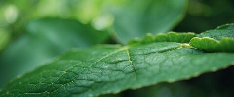 Nature background with texture a green leaf close-up Leaves texture background with vintage color. photo