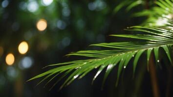 Natural Light Timelapse of a Palm Leaf in Illumination. photo