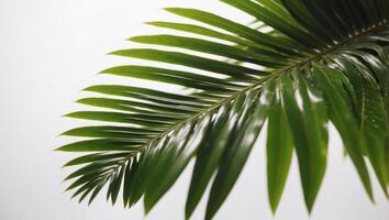 HighContrast Timelapse of a Palm Leafs Texture on a Bright White Backdrop. photo
