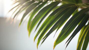 Timelapse of a Palm Leafs Delicate Curve on White Illuminated by Soft Natural Light. photo