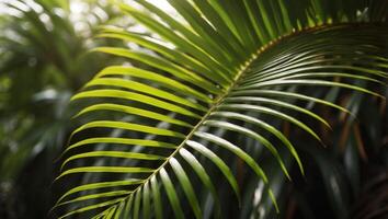 Timelapse of a Palm Leafs Highcontrast Highlight in Natural Light. photo