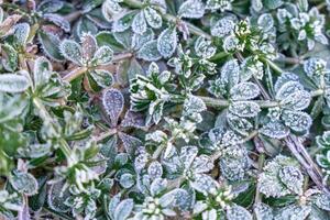 Selective focus. First frost on a frozen field plants, late autumn close-up. Beautiful abstract frozen microcosmos pattern. Freezing weather frost action in nature. Floral backdrop. photo