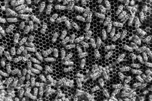 Abstract hexagon structure is honeycomb from bee hive filled photo