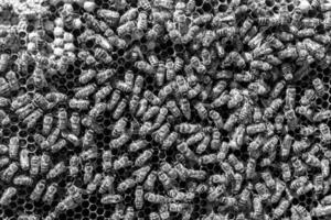 Abstract hexagon structure is honeycomb from bee hive filled photo