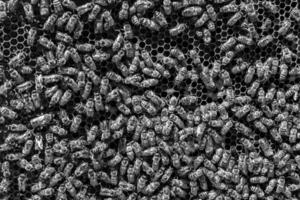 Abstract hexagon structure is honeycomb from bee hive filled photo
