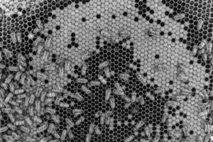 Abstract hexagon structure is honeycomb from bee hive filled photo