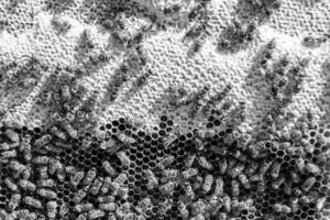 Abstract hexagon structure is honeycomb from bee hive filled photo
