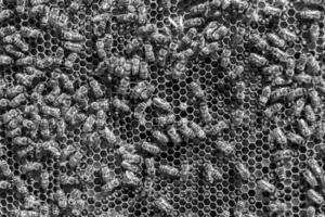 Abstract hexagon structure is honeycomb from bee hive filled photo